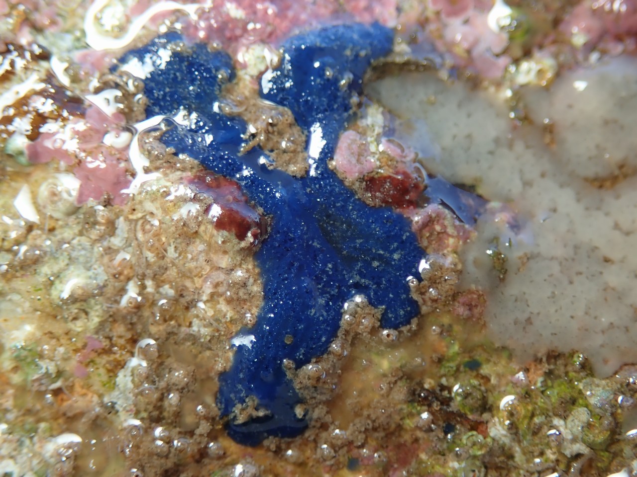 Terpios gelatinosus
